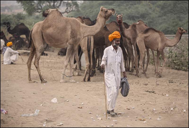 Pushkar Camel Fair Panel- image 4.tif